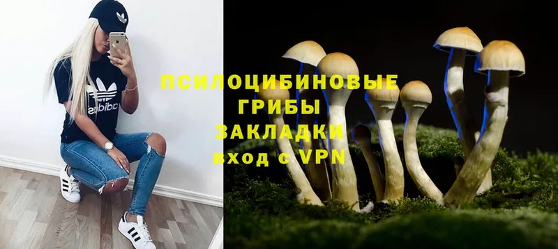 наркотики  Энгельс  Псилоцибиновые грибы Psilocybine cubensis 